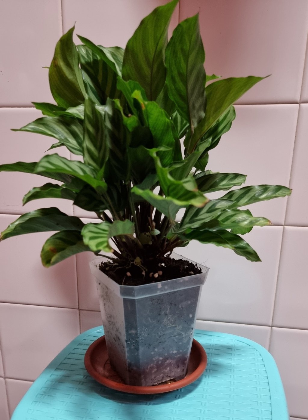 A Calathea plant for Mother’s Day